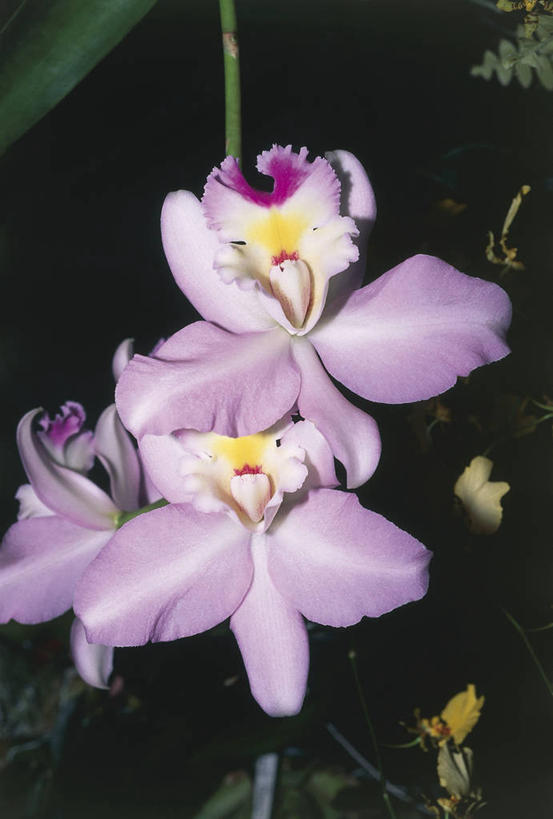 无人,竖图,室外,白天,花,粉色,自然,摄影,环境,脆弱,洋兰,兰花,彩图