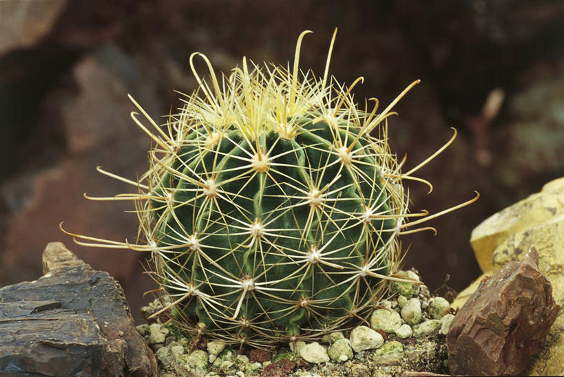 无人,横图,室外,白天,仙人掌,自然,摄影,环境,荆棘,岩石,彩图,肉质植物