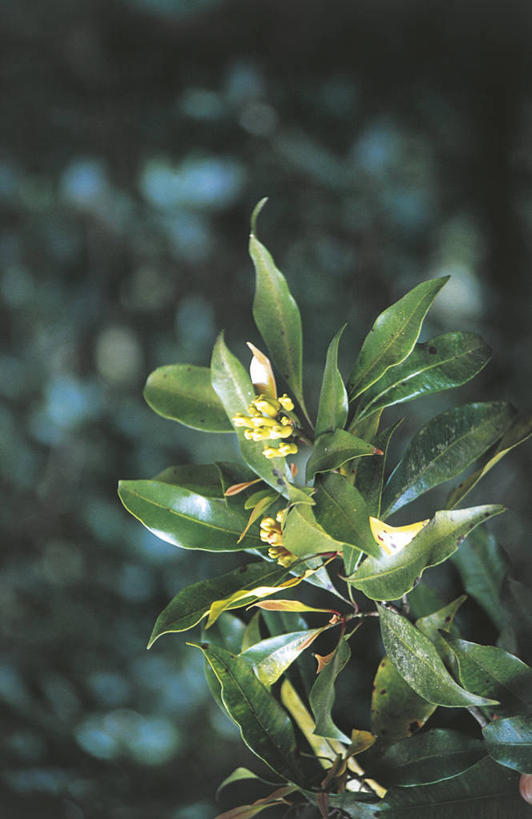 无人,竖图,室外,特写,白天,叶子,科学,花蕾,树,自然,摄影,环境,生物学,桉树,开端,丁香,彩图