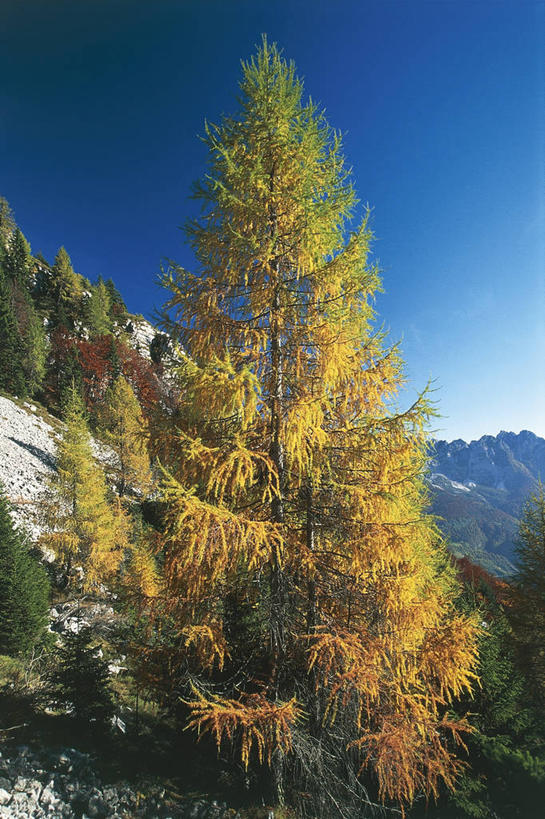 无人,竖图,室外,白天,美景,山,意大利,欧洲,科学,景观,树,黄色,风景,天空,自然,景色,摄影,环境,生物学,南欧,自然风光,云杉,落叶树,万里无云,意大利共和国,落叶松,常绿树,弗留利.威尼斯朱利亚,弗留利.威尼斯朱利亚大区,自然地理,秋天,针叶树,彩图