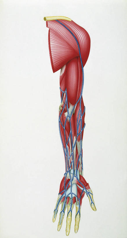 肌肉,血管,健壮,无人,竖图,插画,白色背景,数码,科技,阴影,科学,网络,高光,几何,计算机图形,合成,图画,画,白色,健康,活力,力量,人体,青春,电脑合成图,数码合成图,生物学,强壮,合成图,漫画,肱二头肌,写实,具体,具象,三角肌,四肢,人体结构,手臂,彩图,肩胛下肌