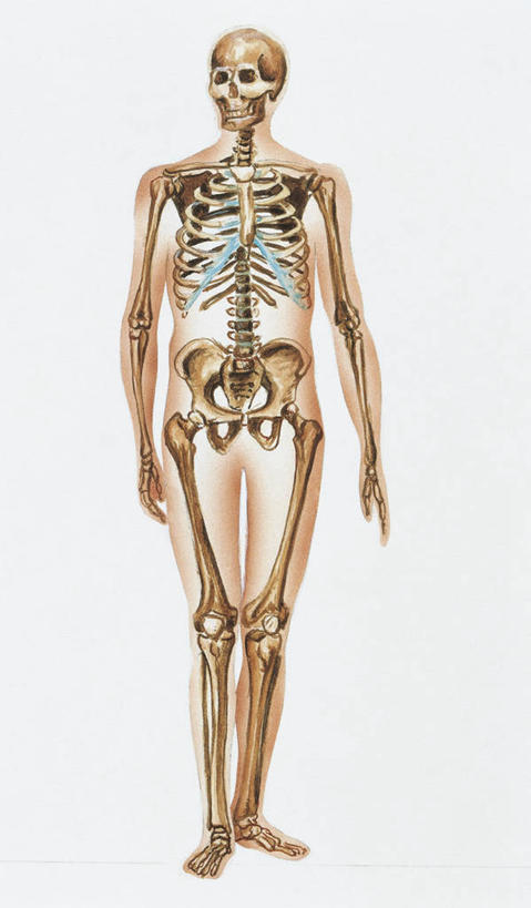 骨骼,无人,竖图,插画,白色背景,数码,科技,阴影,科学,网络,标志,符号,骨头,高光,几何,计算机图形,合成,图画,标识,画,白色,躯干,人体,摄影,电脑合成图,数码合成图,骨架,生物学,合成图,漫画,生理学,写实,具体,具象,性别符号,人体结构,脊柱,彩图,男性符号
