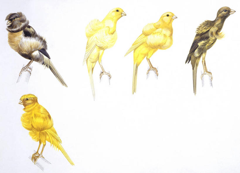 无人,横图,插画,白色背景,侧面,数码,科技,野生动物,羽毛,阴影,环绕,缠绕,科学,网络,鸟类,高光,几何,计算机图形,合成,图画,画,白色,自然,栖息,五只,环境,电脑合成图,数码合成图,生物学,合成图,纠缠,漫画,金丝雀,写实,具体,具象,彩图,动物学,卷须