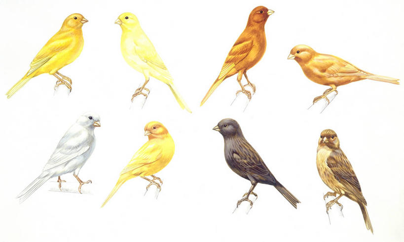 栖息,多样,环境,电脑合成图,数码合成图,生物学,合成图,漫画,金丝雀