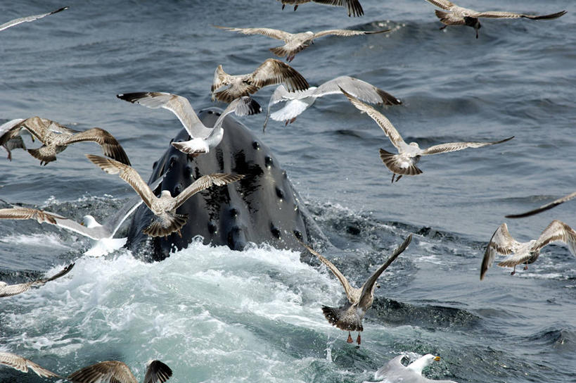 游泳,无人,横图,室外,特写,白天,海浪,海洋,水,海鸟,海鸥,野生动物,美国,一群,许多,鸟类,流水,很多,飞,自然,摄影,鲸,部分,环境,生物学,北美,北美洲,美洲,马萨诸塞州,麻州,麻省,马萨诸塞,麻塞诸塞,老殖民地,海湾之州,北亚美利加洲,亚美利加洲,鲸类,驼背鲸,新英格兰,科德角,彩图,美利坚合众国,鳕鱼角,动物学