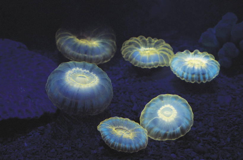 无人,横图,室外,水下,野生动物,科学,珊瑚,光亮,无脊椎动物,水族馆,自然,摄影,环境,照亮,荧光,生物学,刺胞动物,新喀里多尼亚,太平洋岛屿,水母,彩图,法国海外领土,动物学