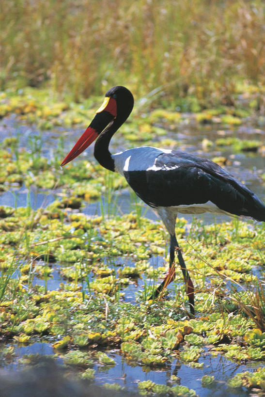 无人,竖图,室外,白天,侧面,湖,鸟,野生动物,科学,鹤,鸟类,自然,动物,摄影,环境,生物学,鹳,步行,彩图,动物学