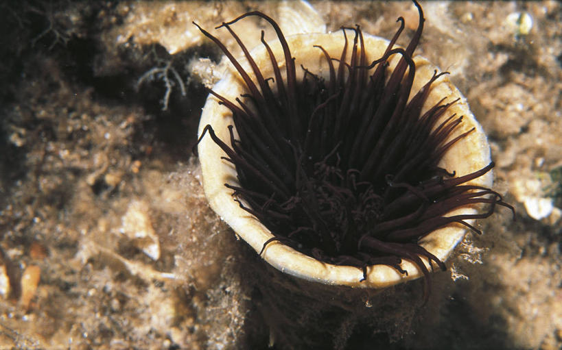 无人,横图,室外,水下,海洋,水,海葵,野生动物,科学,珊瑚,无脊椎动物,自然,动物,摄影,环境,生物学,刺胞动物,彩图,动物学