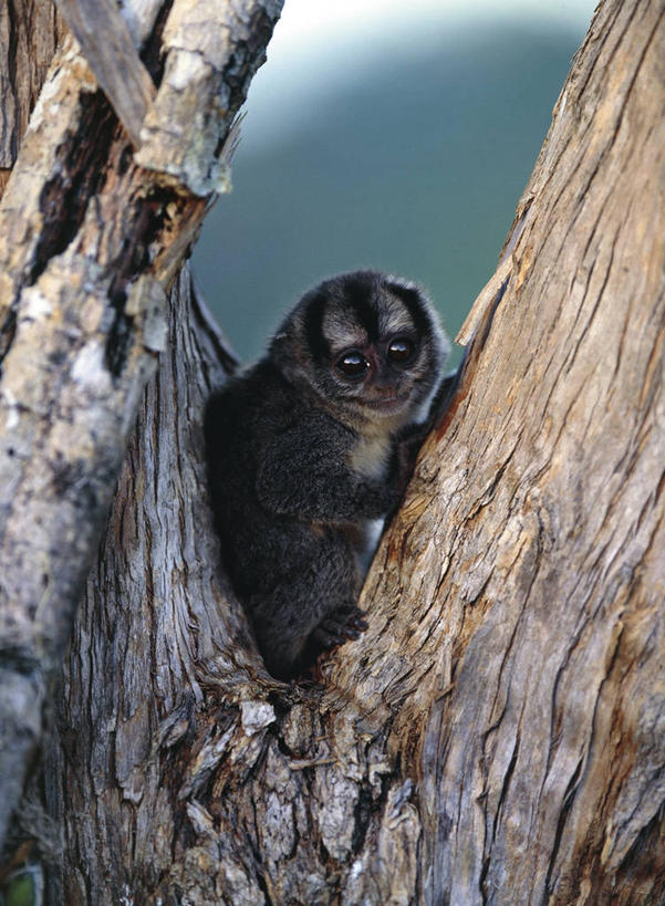 无人,坐,竖图,室外,白天,纯洁,哺乳动物,野生动物,猴子,委内瑞拉,科学,树,自然,动物,南美,可爱,童年,童趣,摄影,环境,生物学,童真,烂漫,无邪,灵长目,夜猴,天真,彩图,动物学