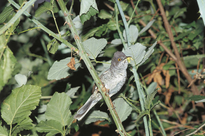 无人,横图,室外,夜晚,植物,野生动物,叶子,照明,科学,鸟类,捕食,灯光,茎,灯,自然,动物,灯具,摄影,栖息,灌木,环境,照亮,生物学,照明设备,闪光灯,彩图,动物学