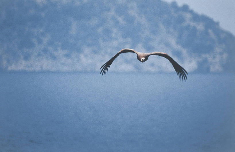 无人,横图,室外,白天,正面,野生动物,科学,鸟类,飞,自然,动物,摄影,环境,生物学,秃鹰,彩图,动物学