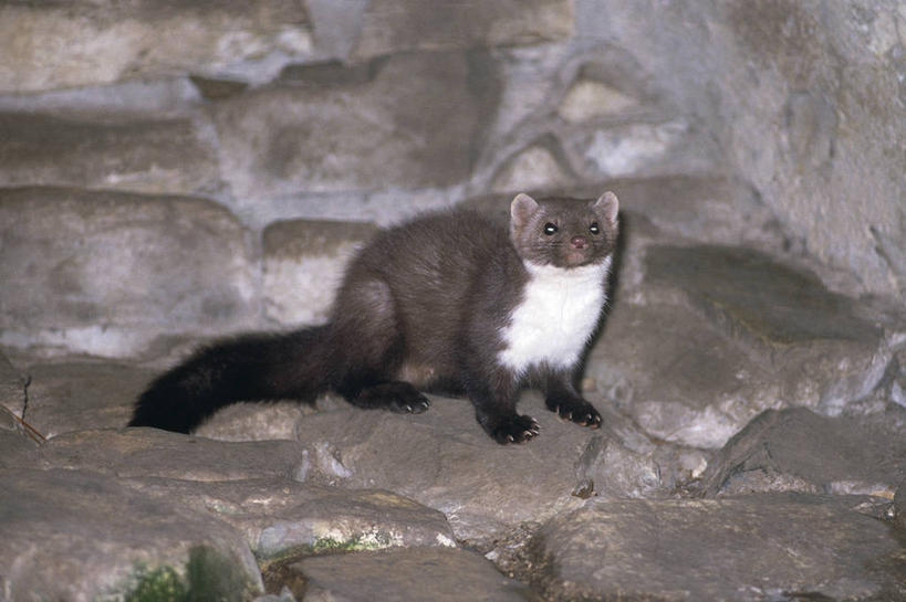 无人,横图,室外,白天,哺乳动物,野生动物,科学,褐色,自然,动物,摄影,环境,生物学,机敏,岩石,彩图,石貂,动物学