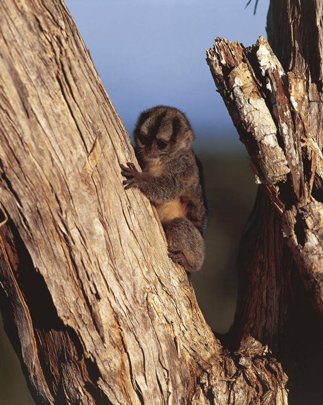 无人,坐,竖图,室外,白天,哺乳动物,野生动物,猴子,委内瑞拉,科学,褐色,树皮,树,树干,自然,动物,南美,摄影,环境,生物学,灵长目,夜猴,彩图,动物学