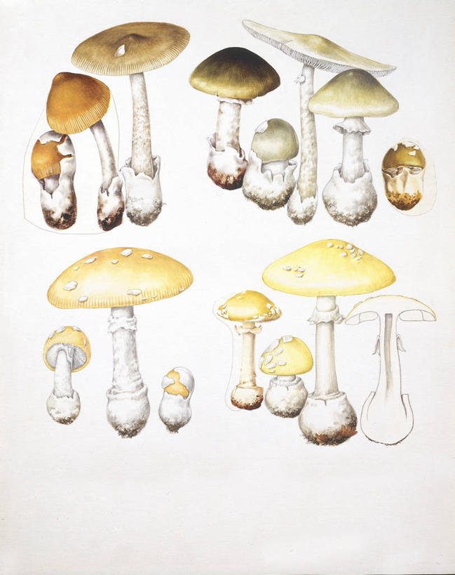 无人,竖图,插画,白色背景,数码,科技,一排,许多,阴影,整齐,并排,小的,网络,根部,很多,高光,几何,计算机图形,合成,图画,画,排列,自然,巨大,庞大,生长,电脑合成图,数码合成图,有毒物质,生物学,合成图,真菌,队列,横截面,漫画,写实,具体,具象,宏大,硕大,伟大,毒蘑菇,彩图