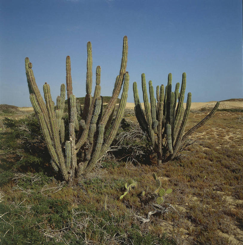 无人,竖图,方图,室外,白天,植物,委内瑞拉,地形,天空,自然,南美,摄影,生长,环境,气候,国家公园,猎鹰,万里无云,自然地理,彩图,郊野公园