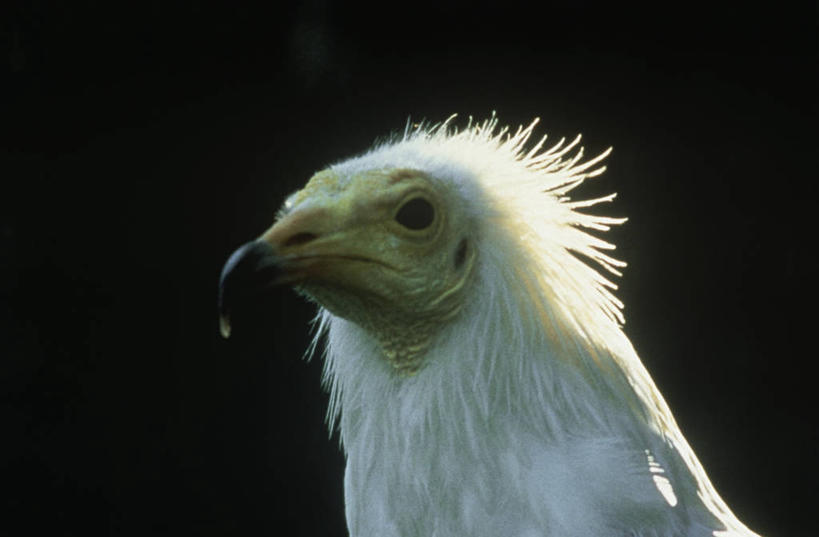 无人,横图,室外,特写,白天,时尚,野生动物,日光,科学,鸟类,自然,动物,t台,摄影,环境,生物学,时装表演,时装秀,t型台,走秀,秃鹰,彩图,动物学