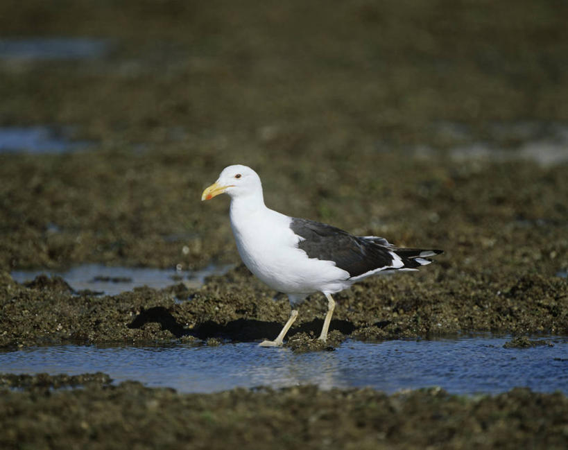 无人,横图,室外,白天,时尚,水,海鸟,海鸥,鸟,野生动物,阿根廷,科学,鸟类,自然,动物,t台,南美,摄影,环境,生物学,巴塔哥尼亚,死水,时装表演,时装秀,t型台,走秀,海滩,步行,彩图,动物学,潮水坑