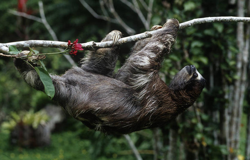无人,攀登,横图,室外,白天,侧面,时尚,哺乳动物,野生动物,吊挂,悬挂,枝,挂,自然,动物,t台,摄影,环境,生物学,颠倒,户外活动,三趾树懒,褐喉树懒,树懒,时装表演,时装秀,t型台,走秀,彩图,动物学