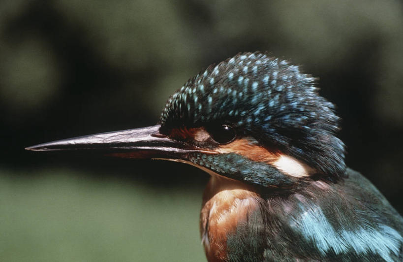 无人,横图,室外,特写,白天,侧面,时尚,翠鸟,野生动物,科学,鸟类,自然,动物,t台,摄影,环境,生物学,时装表演,时装秀,t型台,走秀,彩图,动物学