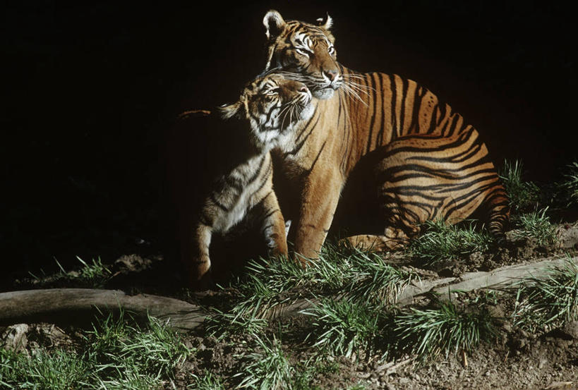无人,横图,室外,夜晚,时尚,哺乳动物,虎,野生动物,科学,自然,动物,两只,t台,摄影,环境,生物学,猫科动物,苏门答腊虎,时装表演,时装秀,t型台,走秀,彩图,动物学