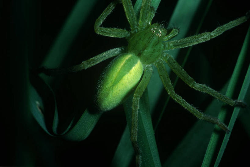 无人,横图,俯视,室外,特写,白天,时尚,野生动物,科学,昆虫,蜘蛛,自然,动物,t台,生物,摄影,环境,生物学,八脚螅,节肢动物,益虫,波丝,时装表演,时装秀,t型台,走秀,彩图,高角度拍摄,动物学