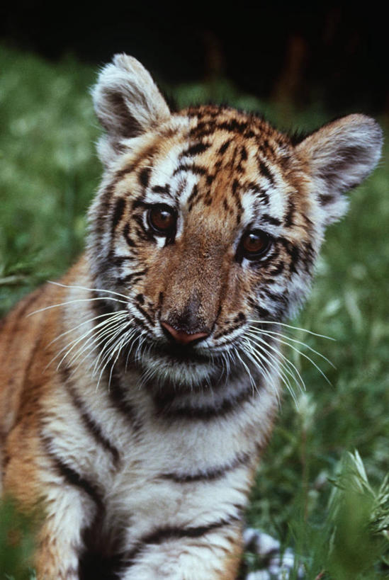 脸,头,脸颊,无人,竖图,室外,白天,正面,时尚,纯洁,哺乳动物,虎,野生动物,肩膀,自然,动物,t台,可爱,童年,童趣,摄影,环境,生物学,幼兽,猫科动物,童真,烂漫,无邪,苏门答腊虎,时装表演,时装秀,t型台,走秀,天真,头部,脸部,脸蛋,面部,彩图,独处,动物学