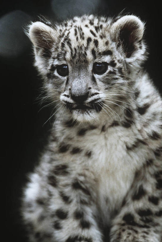 脸,头,脸颊,无人,竖图,室外,白天,正面,时尚,哺乳动物,野生动物,肩膀,自然,动物,t台,摄影,环境,生物学,美洲豹,雪豹,幼兽,猫科动物,时装表演,时装秀,t型台,走秀,头部,脸部,脸蛋,面部,彩图,独处,动物学