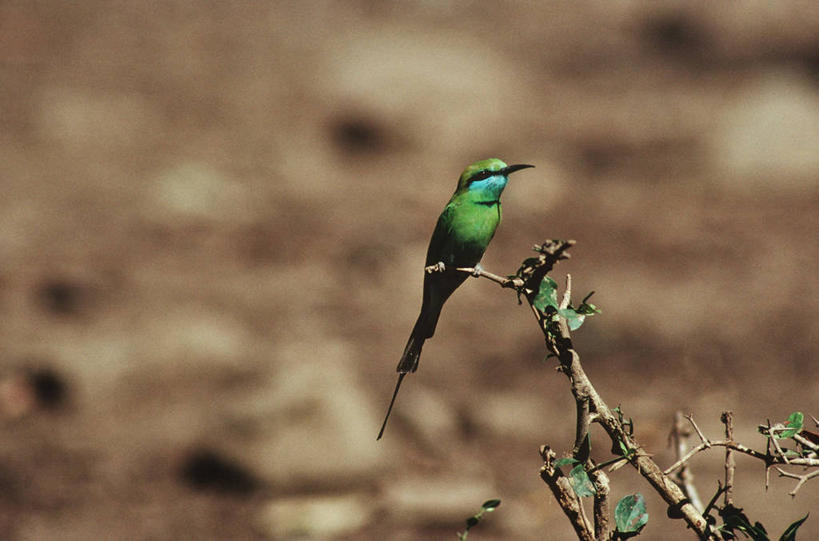 无人,坐,横图,室外,白天,时尚,野生动物,印度,科学,鸟类,枝,自然,动物,t台,摄影,栖息,环境,生物学,国家公园,古吉拉特邦,印度次大陆,时装表演,时装秀,t型台,走秀,彩图,动物学,郊野公园