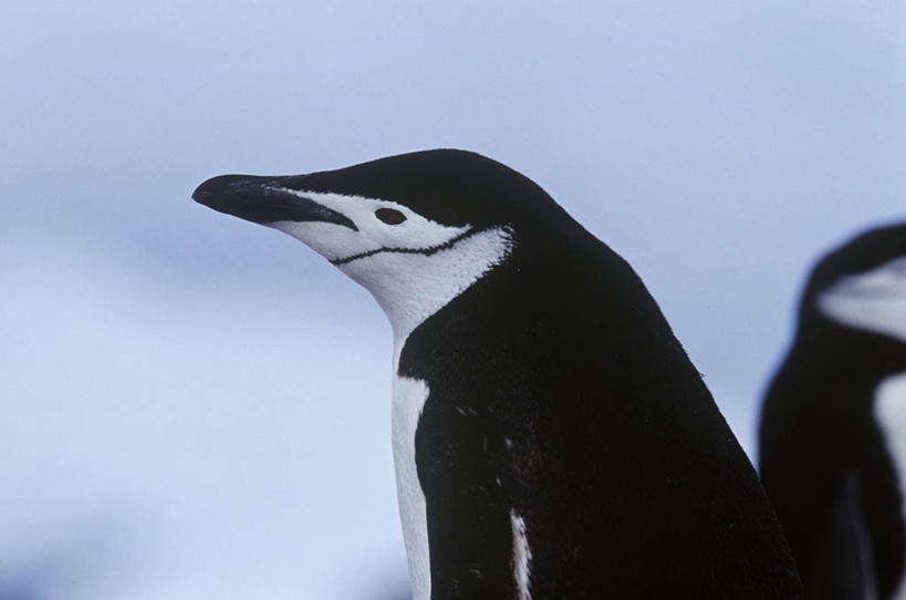 脸,头,脸颊,无人,站,横图,室外,白天,侧面,时尚,企鹅,野生动物,科学,鸟类,肩膀,自然,动物,t台,可爱,摄影,活泼,环境,生物学,帽带企鹅,南极洲,胡须企鹅,颊带企鹅,半月岛,时装表演,时装秀,t型台,走秀,头部,脸部,脸蛋,面部,彩图,动物学