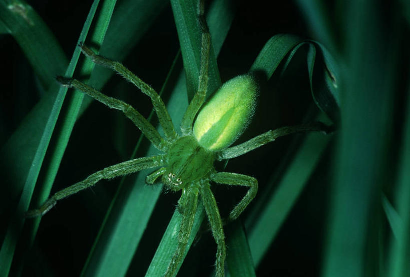 无人,横图,俯视,室外,特写,白天,时尚,野生动物,科学,昆虫,蜘蛛,自然,动物,t台,生物,摄影,环境,生物学,八脚螅,节肢动物,益虫,波丝,时装表演,时装秀,t型台,走秀,彩图,高角度拍摄,动物学