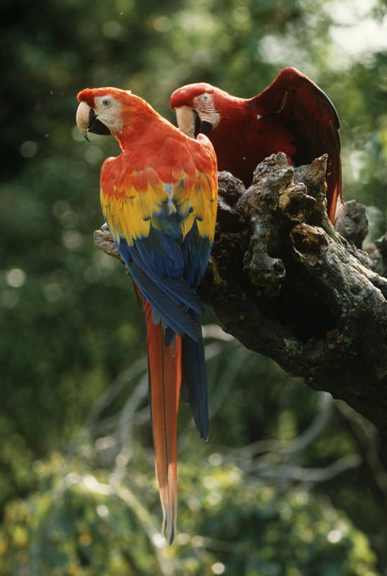 无人,坐,竖图,室外,白天,时尚,野生动物,科学,鸟类,树,自然,动物,两只,t台,摄影,栖息,环境,生物学,金刚鹦鹉,时装表演,时装秀,t型台,走秀,彩图,动物学