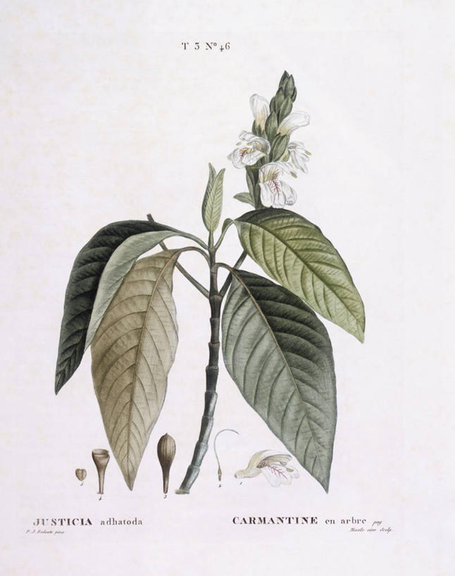 无人,竖图,白色背景,植物,叶子,科学,草药,药草,枝,中药,花,白色,自然,摄影,环境,生物学,药材,中草药,中药材,本草,嫩枝,爵床,彩图