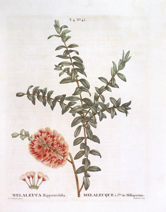 无人,竖图,白色背景,植物,叶子,科学,枝,花,白色,自然,摄影,环境,生物学,桉树,嫩枝,彩图