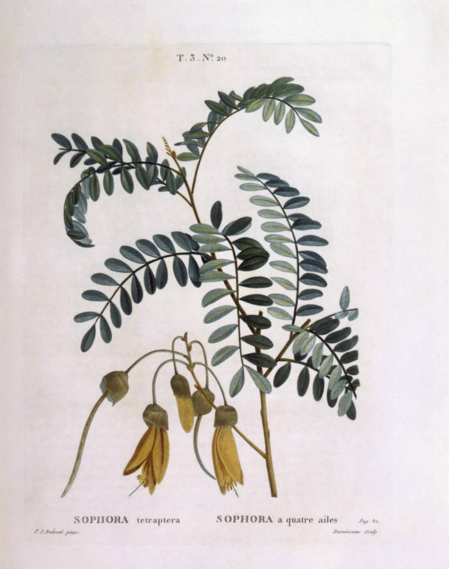 无人,竖图,白色背景,植物,叶子,科学,枝,花,白色,自然,摄影,环境,生物学,豌豆系,嫩枝,彩图
