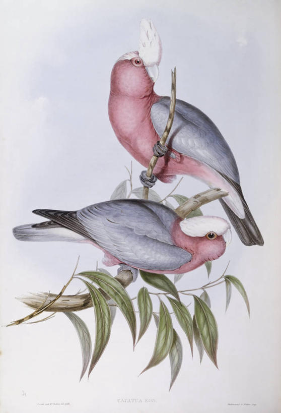 无人,坐,竖图,野生动物,鹦鹉,科学,鸟类,枝,树,自然,动物,两只,摄影,栖息,环境,生物学,18世纪,热带鸟,彩图,雕刻术,动物学