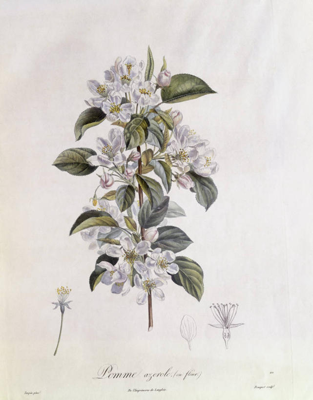 无人,竖图,白色背景,植物,叶子,科学,枝,花,白色,自然,山楂树,摄影,环境,生物学,嫩枝,彩图