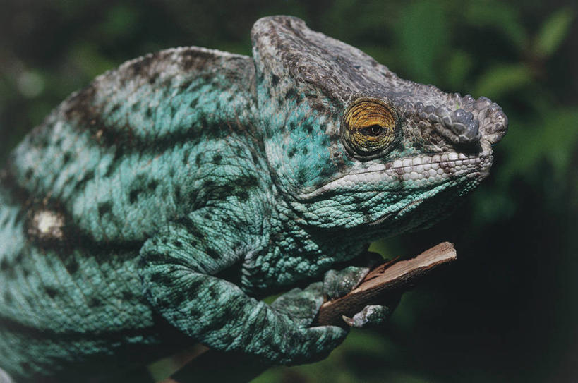无人,横图,室外,变色龙,野生动物,马达加斯加,摄影,彩图,动物学