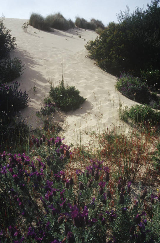 无人,竖图,室外,白天,旅游,度假,美景,意大利,沙子,地平线,地形,景观,辽阔,地面,沙丘,娱乐,花,自然,享受,休闲,广阔,景色,放松,摄影,宁静,一望无际,自然风光,延伸,野地,天地相交,无边无际,一马平川,撒丁岛,自然地理,彩图