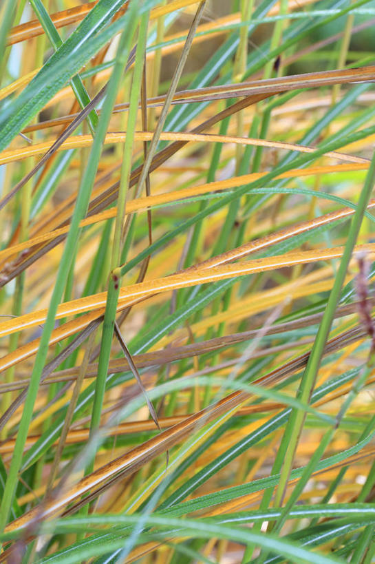 无人,竖图,室外,特写,白天,美景,植物,叶子,英国,景观,英格兰,草,黄色,绿色,自然,景色,摄影,自然风光,观赏草,秋天,彩图,对焦