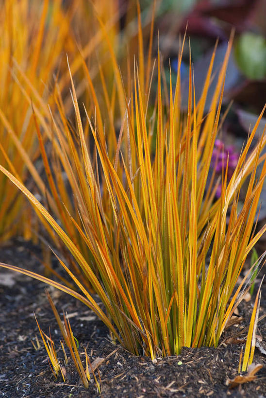 无人,竖图,室外,特写,白天,美景,植物,叶子,英国,景观,英格兰,黄色,自然,春天,景色,摄影,自然风光,观赏草,彩图