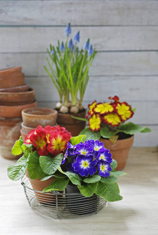 无人,竖图,室内,白天,美景,植物,静物,花盆,英国,篮子,景观,英格兰,花,自然,容器,春天,景色,摄影,金属丝,自然风光,樱草花,葡萄风信子,彩图
