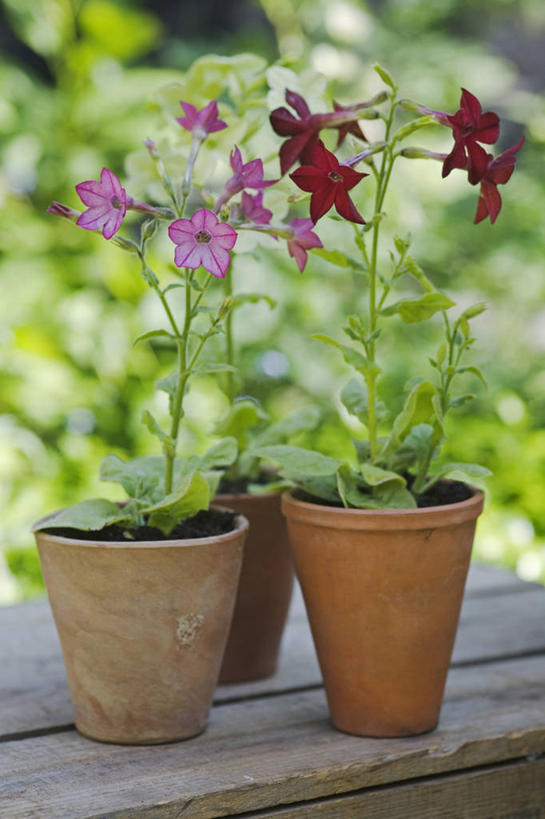 无人,竖图,室外,特写,白天,美景,植物,静物,花盆,英国,景观,英格兰,花,粉色,红色,自然,容器,夏天,景色,摄影,自然风光,花烟草,烟草,彩图