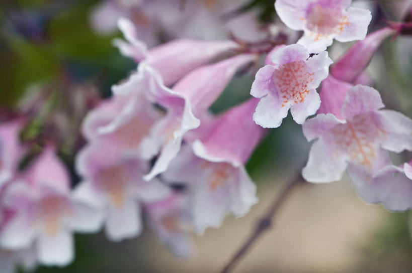 无人,横图,室外,特写,白天,美景,植物,英国,景观,花,花瓣,粉色,自然,春天,景色,摄影,自然风光,苍白,彩图,对焦