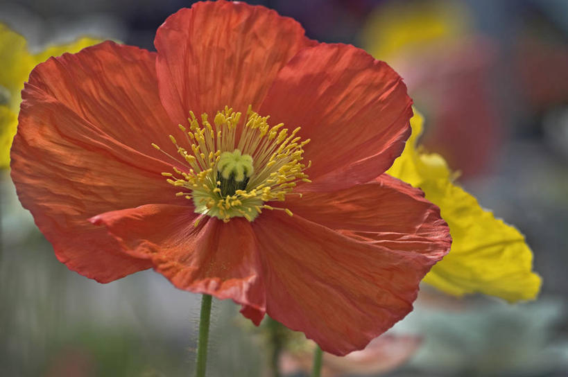 无人,横图,室外,特写,白天,美景,植物,英国,景观,花,花瓣,一个,自然,夏天,橙色,景色,摄影,单个,脆弱,自然风光,冰岛罂粟,彩图,对焦,多年生植物