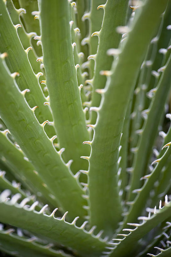 无人,竖图,室外,特写,白天,美景,植物,叶子,英国,景观,绿色,自然,景色,摄影,荆棘,自然风光,彩图,肉质植物,对焦