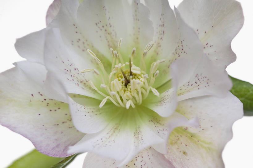 无人,横图,室内,特写,白天,白色背景,美景,植物,英国,斑点,景观,花,花瓣,一个,粉色,绿色,白色,自然,景色,摄影,单个,自然风光,菟葵,彩图,影棚拍摄,对焦,多年生植物