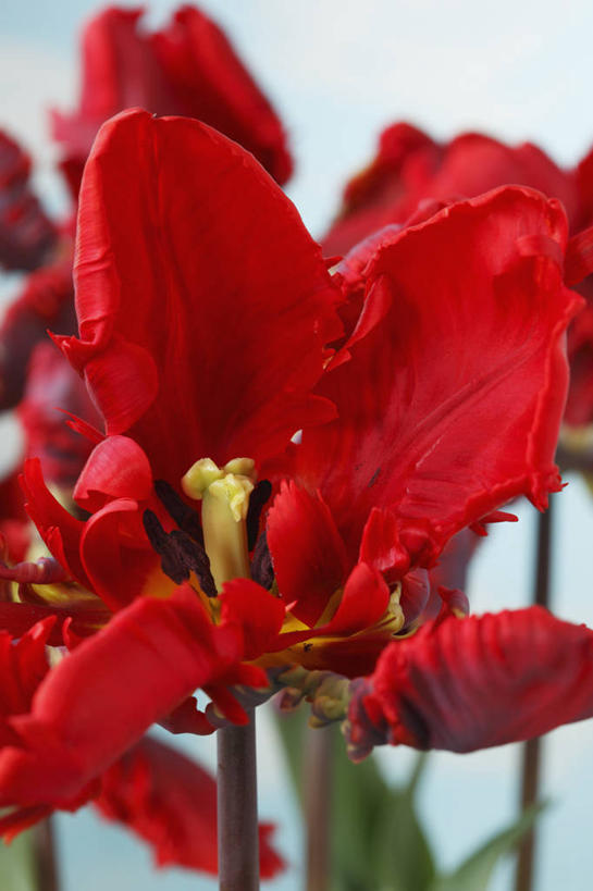 无人,竖图,彩色,室外,特写,白天,美景,植物,郁金香,蔬菜,英国,新鲜,景观,食品,花,花瓣,食物,一个,红色,自然,春天,景色,摄影,有机食品,绿色食品,单个,五颜六色,色彩斑斓,鹦鹉郁金香,自然风光,五彩缤纷,五彩斑斓,五光十色,彩图