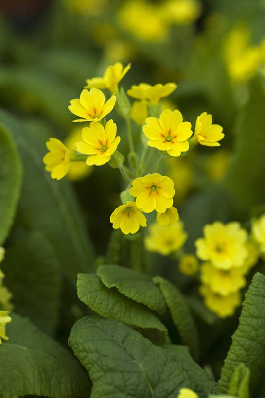 无人,竖图,室外,特写,白天,美景,植物,英国,景观,花,花瓣,黄色,自然,春天,景色,摄影,自然风光,樱草花,彩图