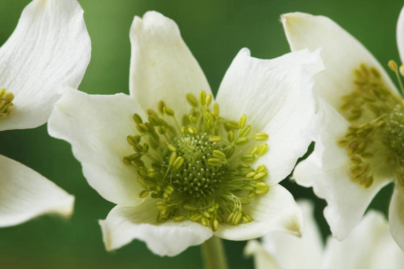 无人,横图,室外,特写,白天,美景,植物,英国,景观,花,花瓣,三个,绿色,白色,自然,夏天,景色,摄影,银莲花,雄蕊,清新,自然风光,苍白,彩图,对焦,多年生植物