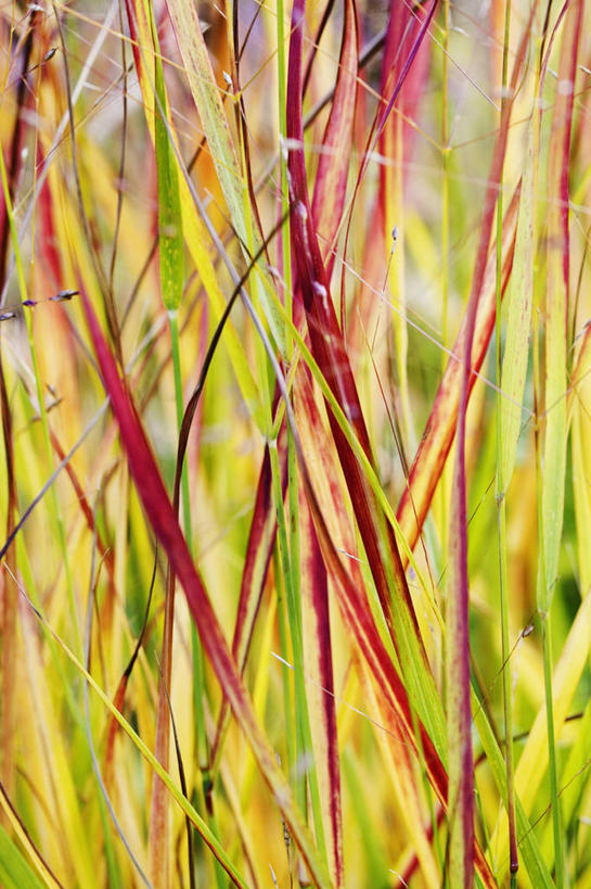 无人,竖图,彩色,室外,特写,白天,美景,植物,叶子,英国,景观,茎,黄色,红色,自然,夏天,景色,摄影,五颜六色,色彩斑斓,自然风光,五彩缤纷,观赏草,五彩斑斓,五光十色,彩图,对焦